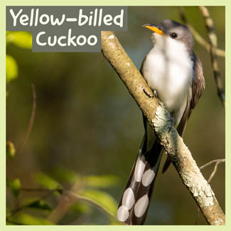 Yellow-billed Cuckoo